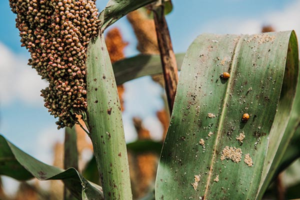 Pulgón Amarillo del Sorgo