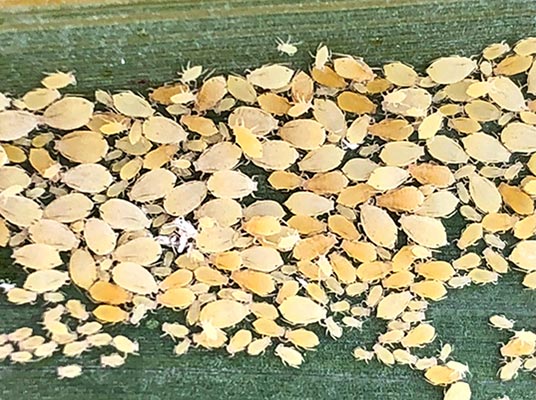 Pulgón Amarillo del Sorgo