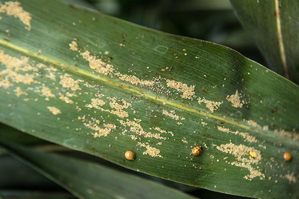 Pulgón Amarillo del Sorgo