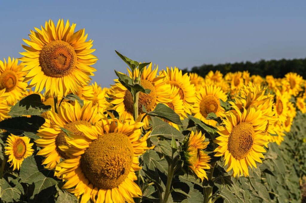 Campo de girasoles amarillos floreciendo en su máximo esplendor bajo un cielo azul despejado.