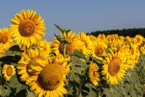 Campo de girasoles amarillos floreciendo en su máximo esplendor bajo un cielo azul despejado.