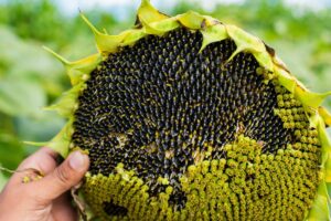 Mano sosteniendo la cabeza de un girasol repleta de semillas negras maduras en el campo.