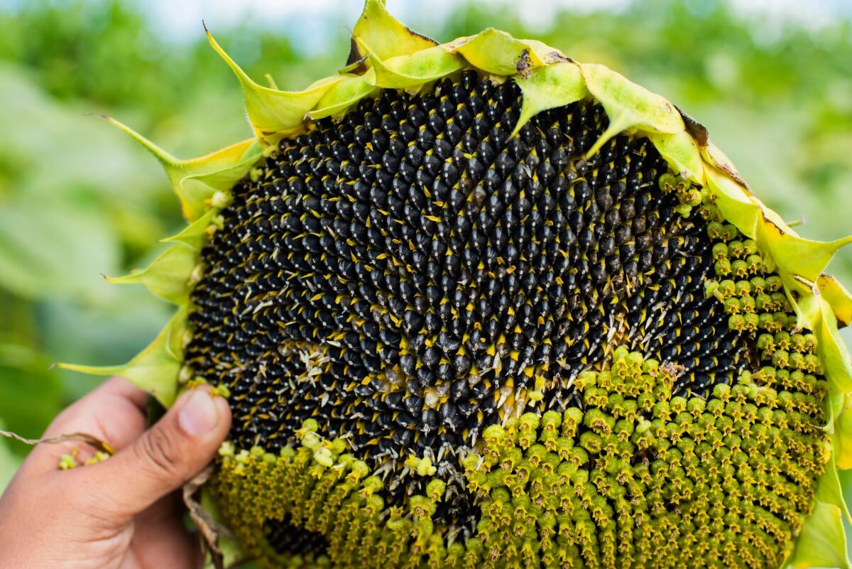 Mano sosteniendo la cabeza de un girasol repleta de semillas negras maduras en el campo.