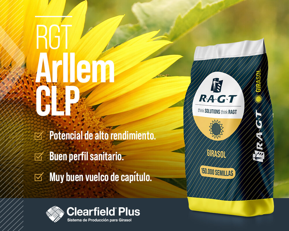 Imagen promocional del girasol híbrido RGT Arllem CLP de RAGT, resaltando su potencial de alto rendimiento, buen perfil sanitario y excelente vuelco de capítulo. Muestra la bolsa de 150.000 semillas con el logo de Clearfield® Plus sobre un fondo de flor de girasol soleada.