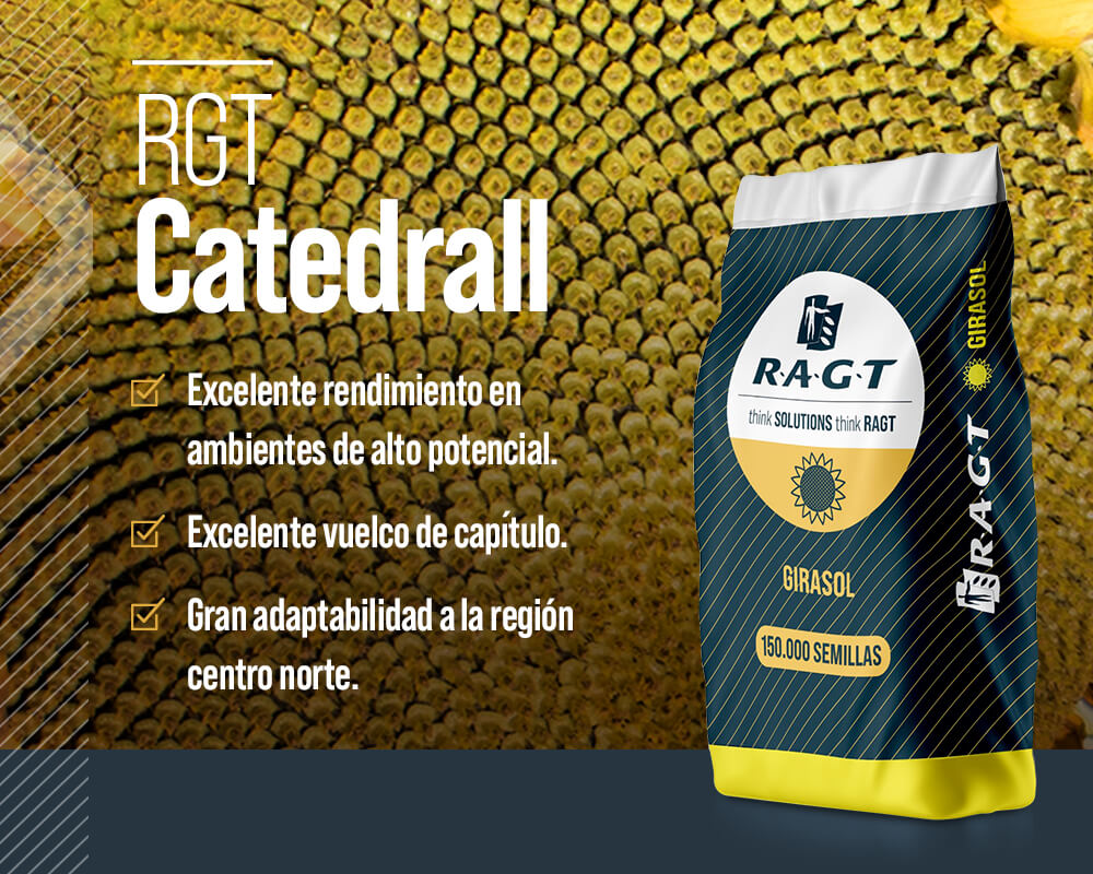 Imagen promocional del girasol híbrido RGT Catedrall de RAGT, ideal para ambientes de alto potencial y la región centro norte. Muestra la bolsa de 150.000 semillas sobre un fondo de semillas de girasol, destacando su excelente rendimiento y vuelco de capítulo.