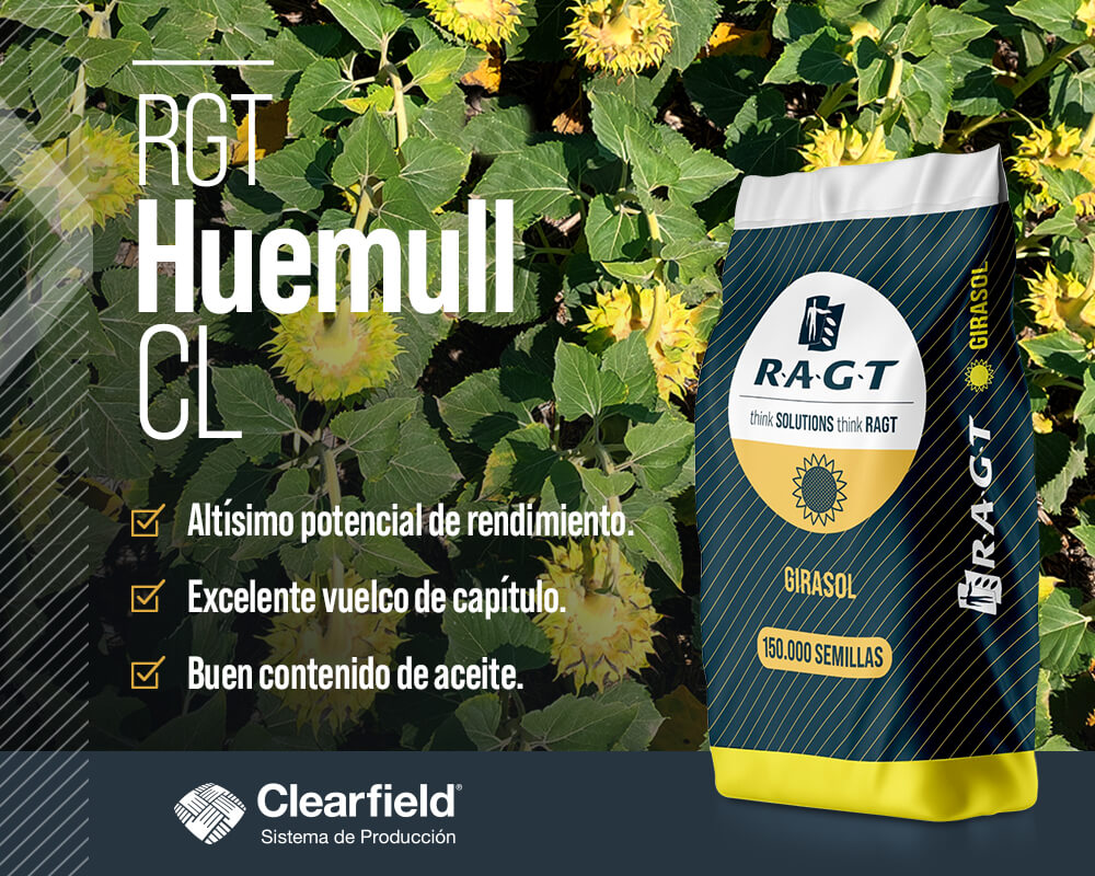 Imagen promocional del girasol híbrido RGT Huemull CL de RAGT, destacando su altísimo potencial de rendimiento, excelente vuelco de capítulo y buen contenido de aceite. Muestra la bolsa de 150.000 semillas con el logo Clearfield® sobre un fondo de campo de plantas de girasol verdes.