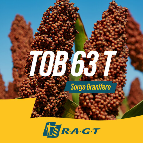 Folleto del híbrido de sorgo granífero TOB 1078 IG SFull de RAGT Semillas con tecnologías S-Protect e igrowth.