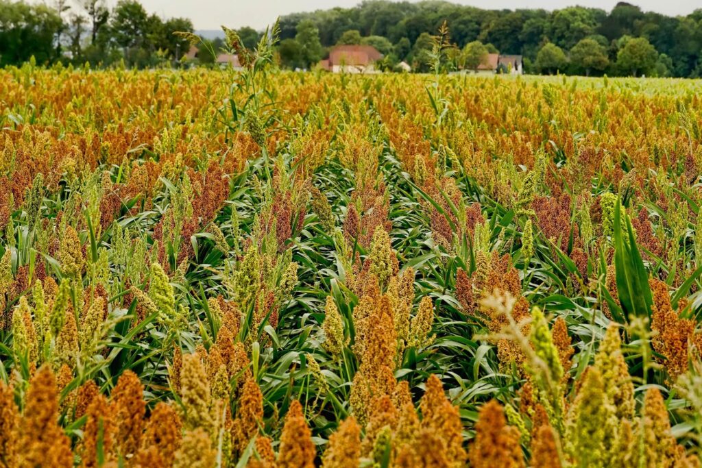 Cultivo de sorgo argentino con panojas erguidas apuntando al cielo en campo agrícola.